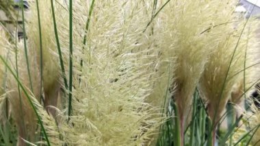 Rüzgardaki sazlıklar