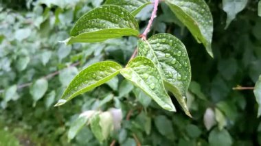 Bahçedeki yapraklar