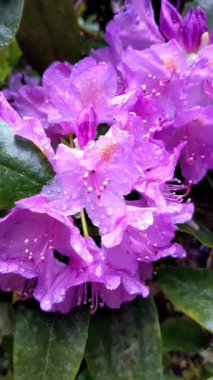 Güzel mor rhododendron ya da su damlalı açelya. Yüzeyin derinliği. Yağmurdan sonra çiçeklerin üzerindeki çiy tanesi