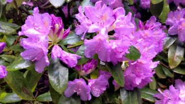 Güzel mor rhododendron veya su damlalı açelya