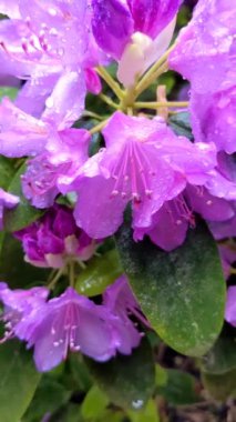Güzel mor rhododendron veya su damlalı açelya