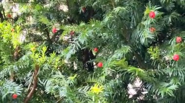 Yeşil yaprakların arasında porsuk ağacının kırmızı böğürtlenleri. Sıradan porsuk, İngiliz porsuğu, Avrupalı porsuğu.