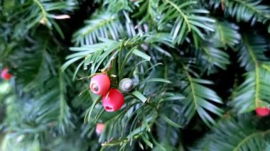 Yew Tree (Taxus Baccata) Kırmızı böğürtlenli güzel porsuk ağacı 