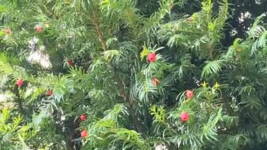 Yeşil yaprakların arasında porsuk ağacının kırmızı böğürtlenleri. Sıradan porsuk, İngiliz porsuğu, Avrupalı porsuğu.