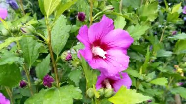 Bahçedeki Malva pembe çiçekleri