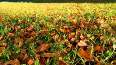 Sonbahar yaprakları, sonbahar bitkileri