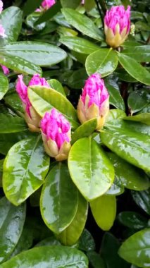Güzel mor rhododendron ya da su damlalı açelya. Yüzeyin derinliği. Yağmurdan sonra çiçeklerin üzerindeki çiy tanesi