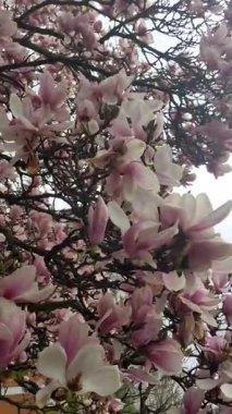 Pembe manolya ağacı çiçeği