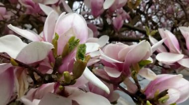 Pembe manolya ağacı çiçeği