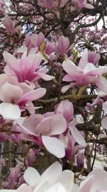 Pembe manolya ağacı çiçeği