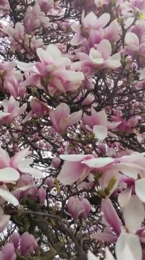 Pembe manolya ağacı çiçeği