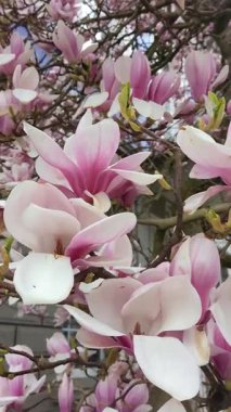 Pembe manolya ağacı çiçeği