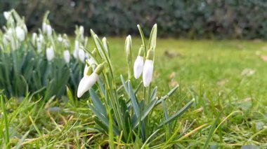 Çimenlerdeki kardamlası çiçekleri