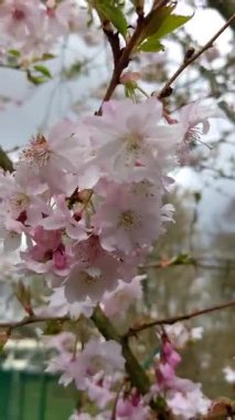 İlkbaharda pembe kiraz çiçeği