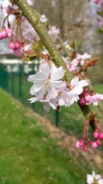 İlkbaharda pembe kiraz çiçeği