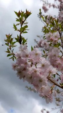 İlkbaharda pembe kiraz çiçeği