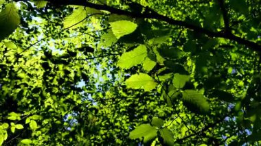 Yeşil yapraklar arka plan, bahar zamanı