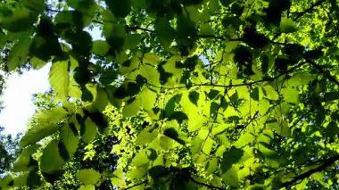 Ormanda yeşil yapraklar