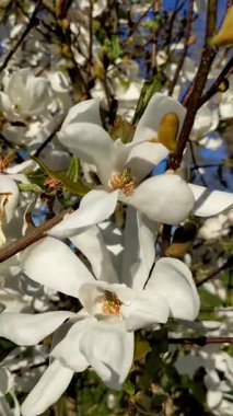 Bahçedeki beyaz manolya çiçekleri