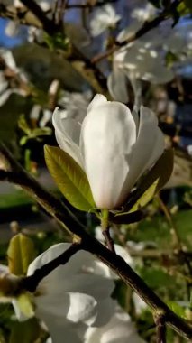 Baharda çiçek açan beyaz manolya ağacı