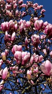 Baharda çiçek açan Magnolia ağacı