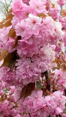 İlkbaharda pembe kiraz çiçeği