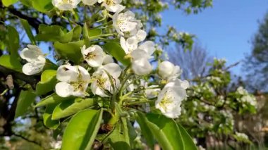 Beyaz elma çiçekleri, bahar zamanı.