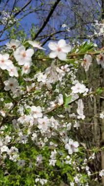 İlkbaharda açan kiraz ağacı