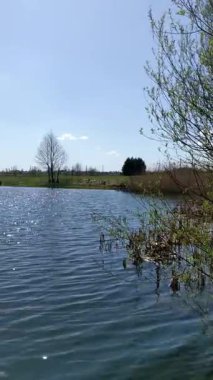 Ormanda göl, bahar zamanı.