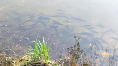 Yumurtlayan balıklar, temiz ve sığ nehirde akıntıya karşı yüzer.