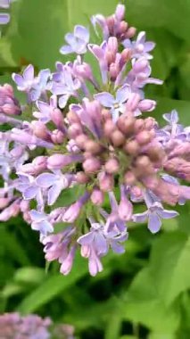 bahar bahçesinde leylak çiçekleri