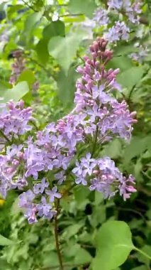 bahar bahçesinde leylak çiçekleri