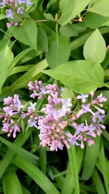 bahar bahçesinde leylak çiçekleri