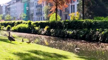 Dsseldorf 'taki Kanada Kaz Ailesi (Branta canadensis) 