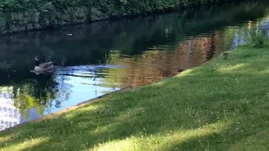 Dsseldorf 'taki Kanada Kaz Ailesi (Branta canadensis) 