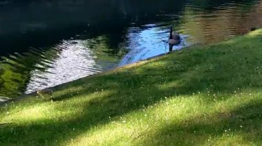 Dsseldorf 'taki Kanada Kaz Ailesi (Branta canadensis) 
