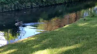 Dsseldorf 'taki Kanada Kaz Ailesi (Branta canadensis) 