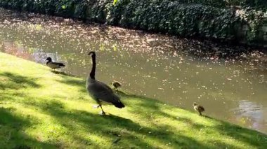Dsseldorf 'taki Kanada Kaz Ailesi (Branta canadensis) 