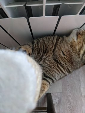 Şirin tüylü kedinin yakın görüntüsü