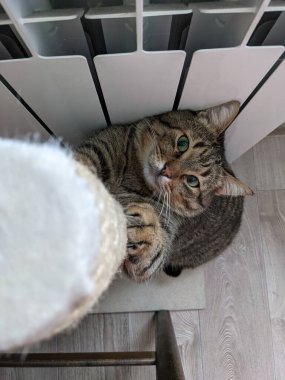 Beyaz kedili bir kedi.