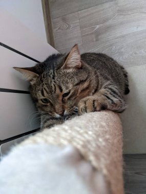 Kedi yerde yatıyor.