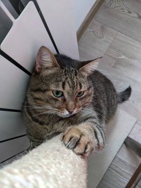 Şirin tekir kedi yerde yatıyor