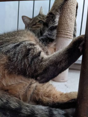 Yerdeki sevimli kedi.