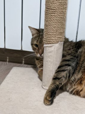 Kedi yerde yatıyor.