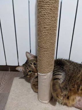 Yatakta yatan sevimli tekir kedi.