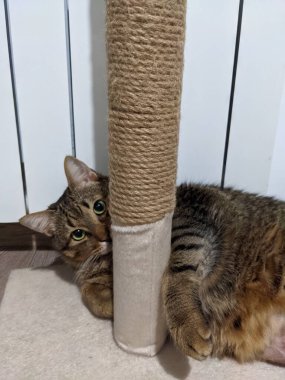 Kedi yerde yatıyor.