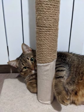 Yerdeki sevimli kedi.