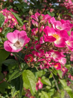 Bahçede pembe gül çiçekleri