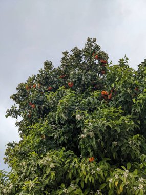Portakal ağacı, çiçekler ve meyve, İspanya
