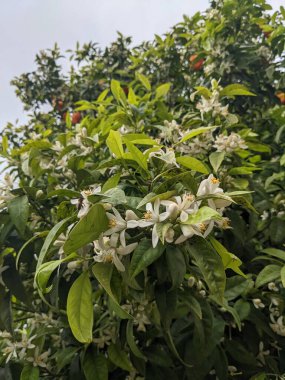 Portakal ağacı, çiçekler ve meyve, İspanya